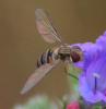 Episyrphus balteatus